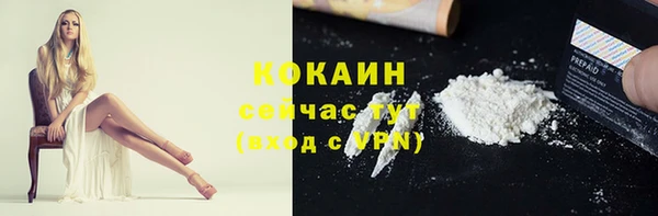 сатива Новозыбков