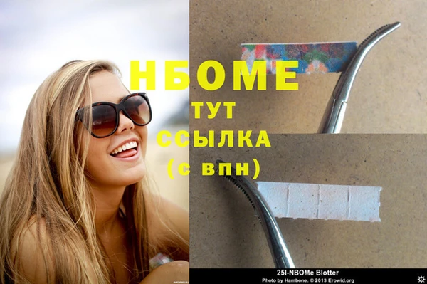 сатива Новозыбков