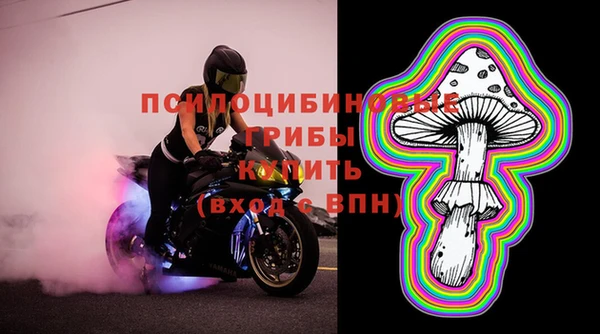 сатива Новозыбков